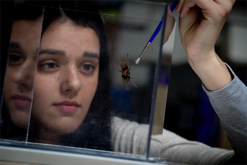 Biology student in a lab examining a spider and holding a brush